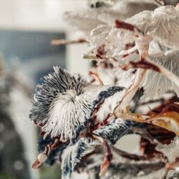 Baarsjesweg 261-3 – Foto 6