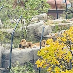 Geschutswerf 73 – Foto 3